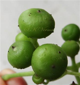  Fruits (Young)